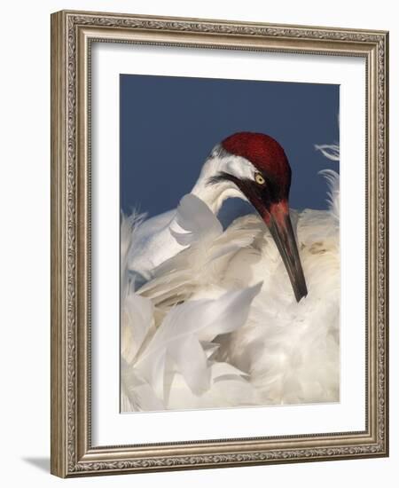 Whooping Crane Preens Feathers in Early Morning Light, Lake Kissimmee, Florida, USA-Arthur Morris-Framed Photographic Print