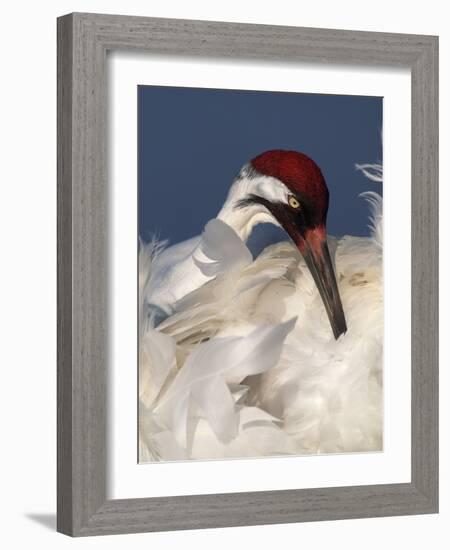 Whooping Crane Preens Feathers in Early Morning Light, Lake Kissimmee, Florida, USA-Arthur Morris-Framed Photographic Print