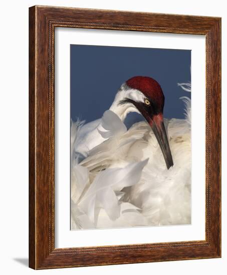 Whooping Crane Preens Feathers in Early Morning Light, Lake Kissimmee, Florida, USA-Arthur Morris-Framed Photographic Print