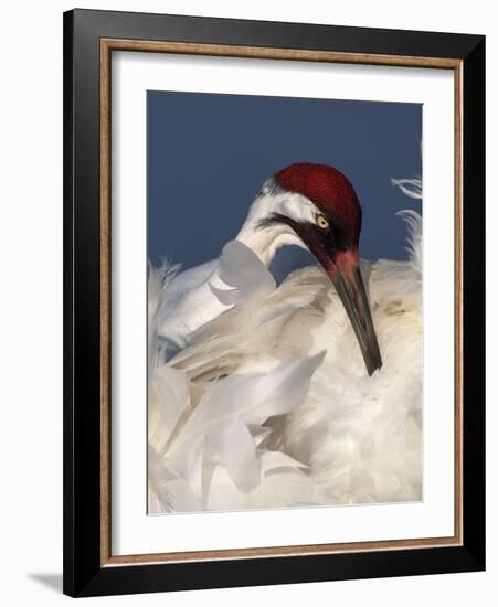 Whooping Crane Preens Feathers in Early Morning Light, Lake Kissimmee, Florida, USA-Arthur Morris-Framed Photographic Print