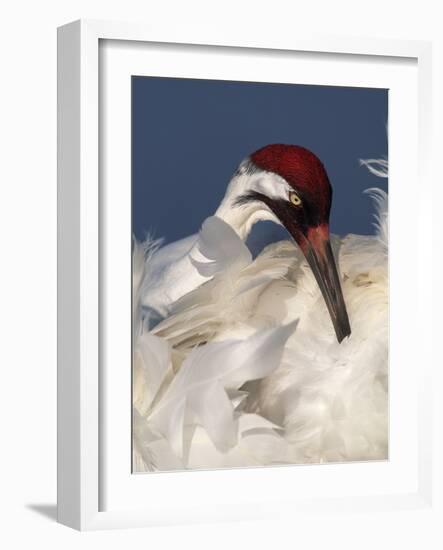 Whooping Crane Preens Feathers in Early Morning Light, Lake Kissimmee, Florida, USA-Arthur Morris-Framed Photographic Print