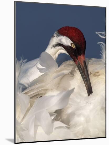 Whooping Crane Preens Feathers in Early Morning Light, Lake Kissimmee, Florida, USA-Arthur Morris-Mounted Photographic Print