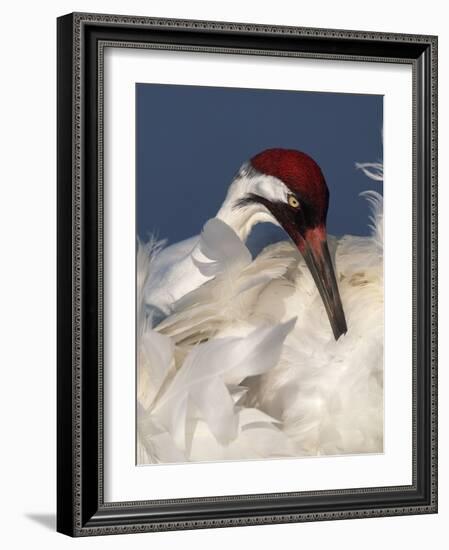 Whooping Crane Preens Feathers in Early Morning Light, Lake Kissimmee, Florida, USA-Arthur Morris-Framed Photographic Print