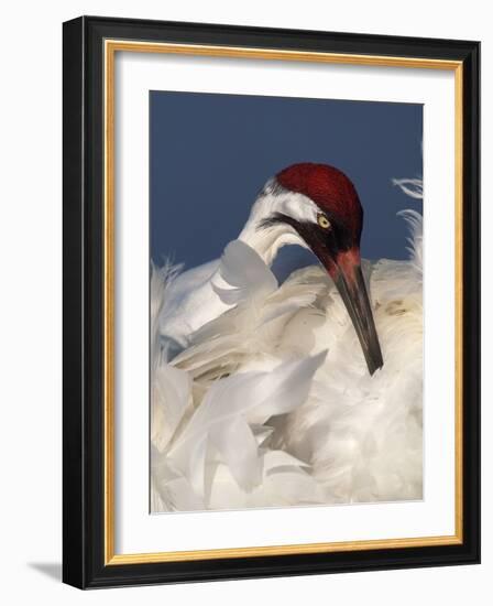 Whooping Crane Preens Feathers in Early Morning Light, Lake Kissimmee, Florida, USA-Arthur Morris-Framed Photographic Print