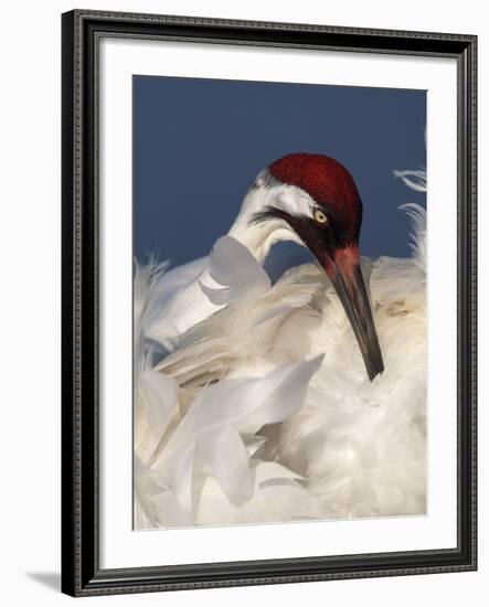 Whooping Crane Preens Feathers in Early Morning Light, Lake Kissimmee, Florida, USA-Arthur Morris-Framed Photographic Print