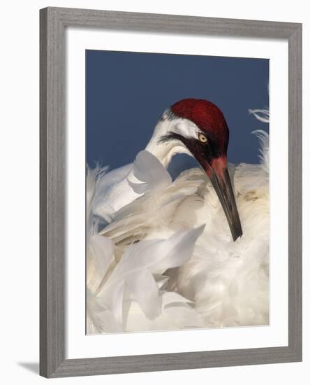 Whooping Crane Preens Feathers in Early Morning Light, Lake Kissimmee, Florida, USA-Arthur Morris-Framed Photographic Print