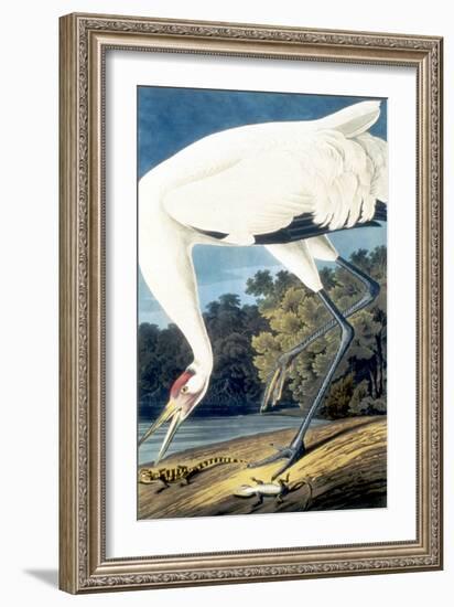Whooping Crane,-John James Audubon-Framed Giclee Print