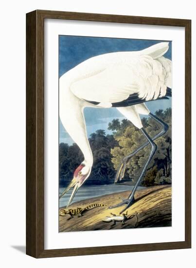 Whooping Crane,-John James Audubon-Framed Giclee Print