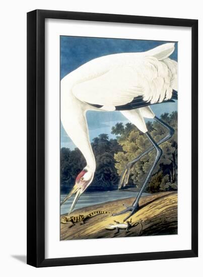 Whooping Crane,-John James Audubon-Framed Giclee Print