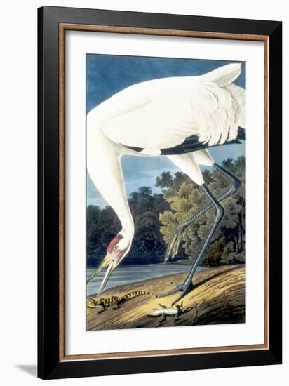 Whooping Crane,-John James Audubon-Framed Giclee Print