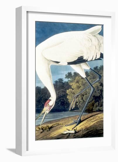 Whooping Crane,-John James Audubon-Framed Giclee Print