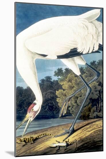 Whooping Crane,-John James Audubon-Mounted Giclee Print