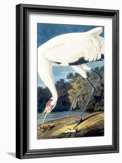 Whooping Crane,-John James Audubon-Framed Giclee Print