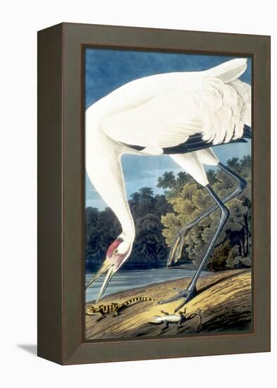 Whooping Crane,-John James Audubon-Framed Premier Image Canvas