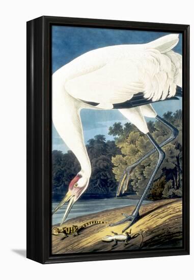 Whooping Crane,-John James Audubon-Framed Premier Image Canvas