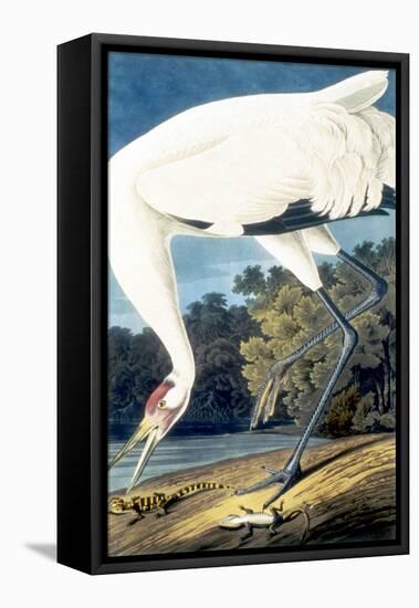 Whooping Crane,-John James Audubon-Framed Premier Image Canvas