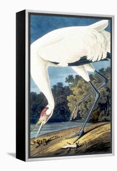 Whooping Crane,-John James Audubon-Framed Premier Image Canvas