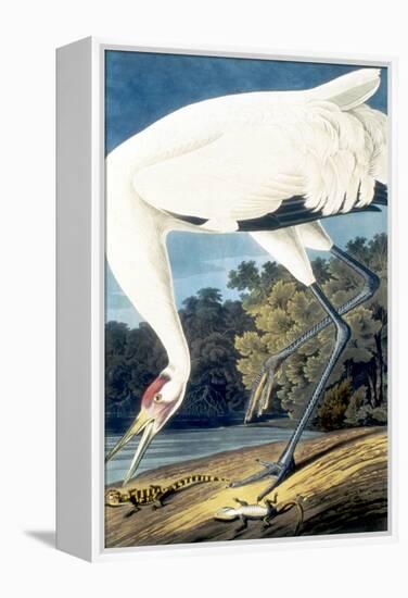 Whooping Crane,-John James Audubon-Framed Premier Image Canvas