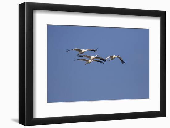 Whooping cranes (Grus americana) flock flying.-Larry Ditto-Framed Photographic Print