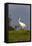 Whooping cranes (Grus americana) subadult feeding in upland meadow.-Larry Ditto-Framed Premier Image Canvas