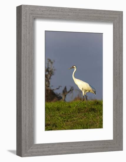 Whooping cranes (Grus americana) subadult feeding in upland meadow.-Larry Ditto-Framed Photographic Print