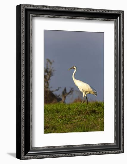 Whooping cranes (Grus americana) subadult feeding in upland meadow.-Larry Ditto-Framed Photographic Print