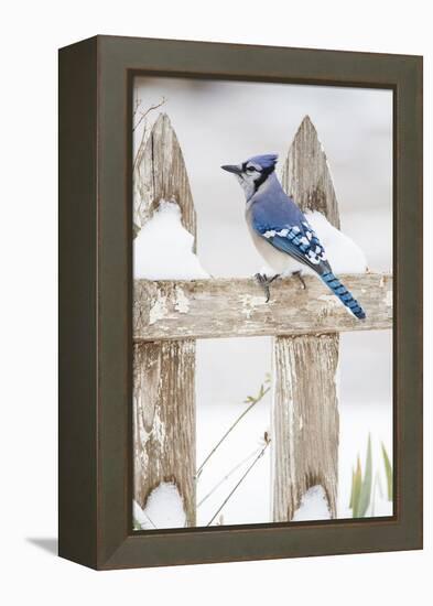 Wichita County, Texas. Blue Jay, Cyanocitta Cristata, Feeding in Snow-Larry Ditto-Framed Premier Image Canvas