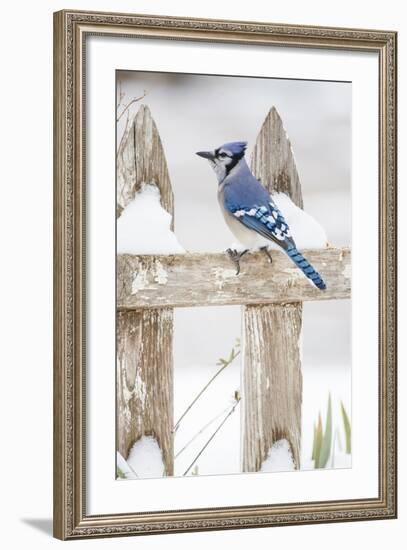 Wichita County, Texas. Blue Jay, Cyanocitta Cristata, Feeding in Snow-Larry Ditto-Framed Photographic Print