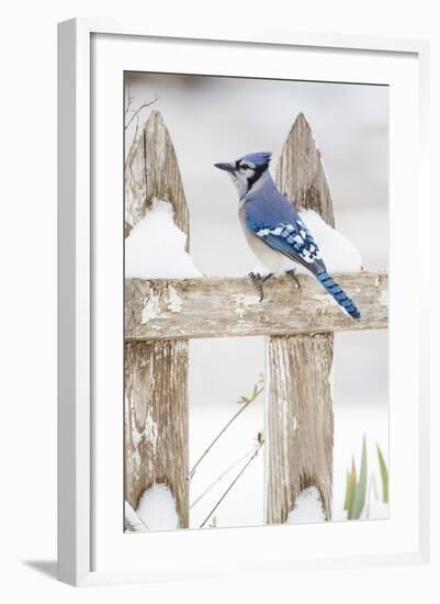 Wichita County, Texas. Blue Jay, Cyanocitta Cristata, Feeding in Snow-Larry Ditto-Framed Photographic Print