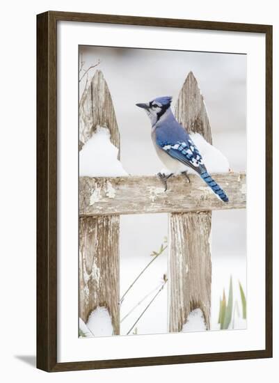 Wichita County, Texas. Blue Jay, Cyanocitta Cristata, Feeding in Snow-Larry Ditto-Framed Photographic Print