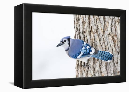 Wichita County, Texas. Blue Jay, Cyanocitta Cristata, Feeding in Snow-Larry Ditto-Framed Premier Image Canvas