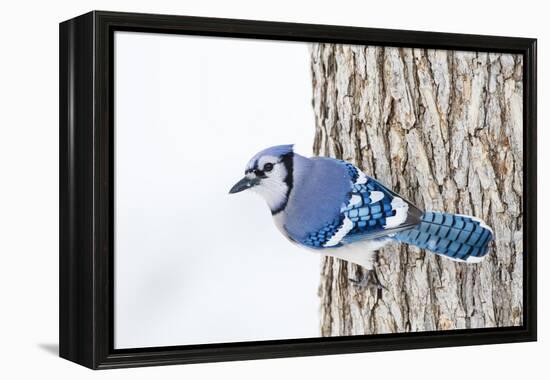 Wichita County, Texas. Blue Jay, Cyanocitta Cristata, Feeding in Snow-Larry Ditto-Framed Premier Image Canvas