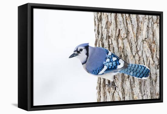 Wichita County, Texas. Blue Jay, Cyanocitta Cristata, Feeding in Snow-Larry Ditto-Framed Premier Image Canvas