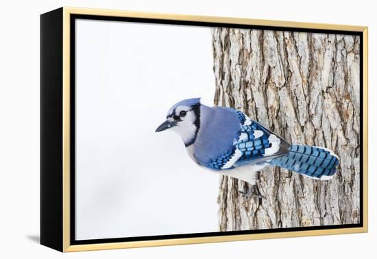 Wichita County, Texas. Blue Jay, Cyanocitta Cristata, Feeding in Snow-Larry Ditto-Framed Premier Image Canvas