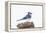 Wichita County, Texas. Blue Jay, Cyanocitta Cristata, Feeding in Snow-Larry Ditto-Framed Premier Image Canvas