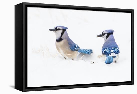Wichita County, Texas. Blue Jay, Cyanocitta Cristata, Feeding in Snow-Larry Ditto-Framed Premier Image Canvas