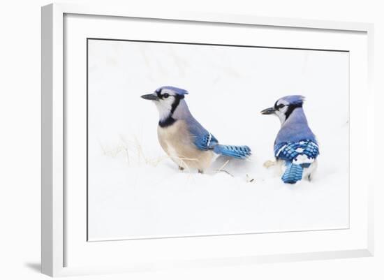 Wichita County, Texas. Blue Jay, Cyanocitta Cristata, Feeding in Snow-Larry Ditto-Framed Photographic Print