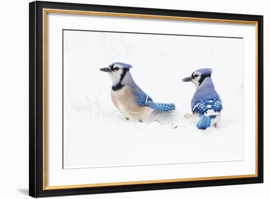 Wichita County, Texas. Blue Jay, Cyanocitta Cristata, Feeding in Snow-Larry Ditto-Framed Photographic Print