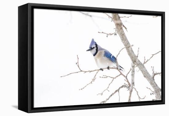 Wichita County, Texas. Blue Jay, Cyanocitta Cristata, Feeding in Snow-Larry Ditto-Framed Premier Image Canvas