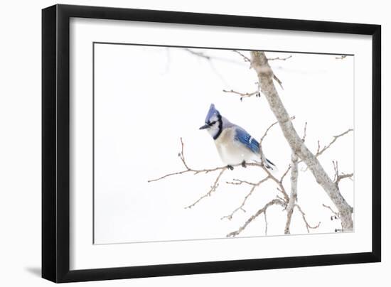 Wichita County, Texas. Blue Jay, Cyanocitta Cristata, Feeding in Snow-Larry Ditto-Framed Photographic Print