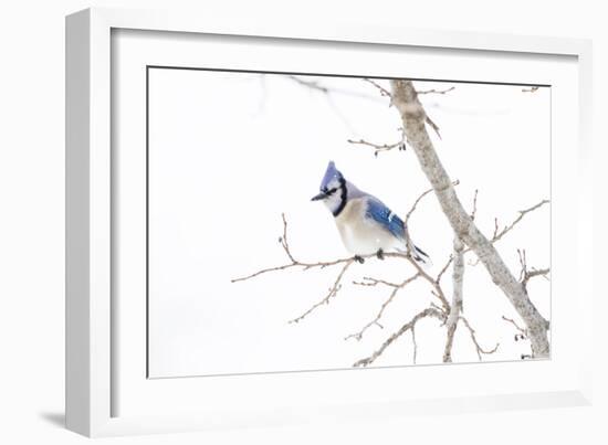 Wichita County, Texas. Blue Jay, Cyanocitta Cristata, Feeding in Snow-Larry Ditto-Framed Photographic Print