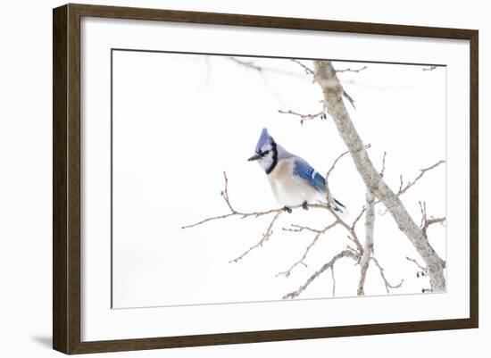 Wichita County, Texas. Blue Jay, Cyanocitta Cristata, Feeding in Snow-Larry Ditto-Framed Photographic Print