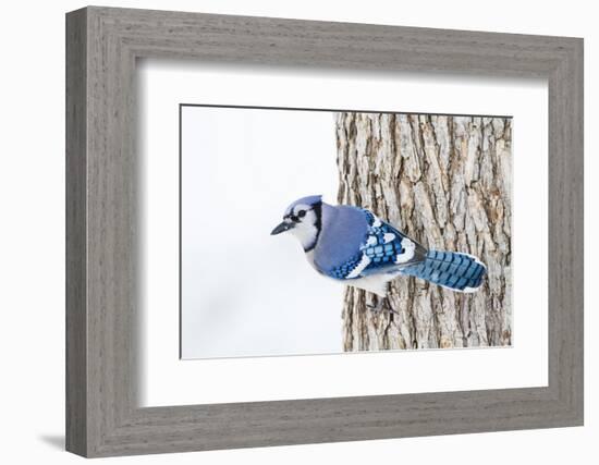 Wichita County, Texas. Blue Jay, Cyanocitta Cristata, Feeding in Snow-Larry Ditto-Framed Photographic Print