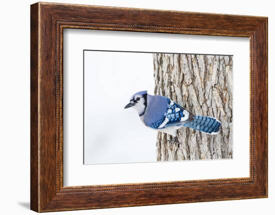 Wichita County, Texas. Blue Jay, Cyanocitta Cristata, Feeding in Snow-Larry Ditto-Framed Photographic Print