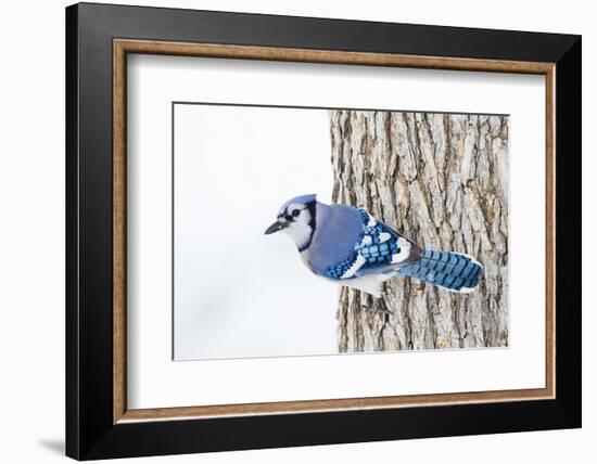 Wichita County, Texas. Blue Jay, Cyanocitta Cristata, Feeding in Snow-Larry Ditto-Framed Photographic Print