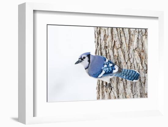 Wichita County, Texas. Blue Jay, Cyanocitta Cristata, Feeding in Snow-Larry Ditto-Framed Photographic Print