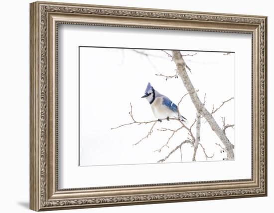 Wichita County, Texas. Blue Jay, Cyanocitta Cristata, Feeding in Snow-Larry Ditto-Framed Photographic Print