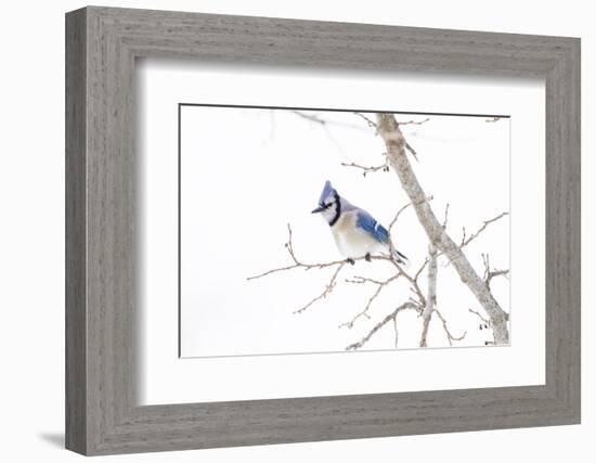 Wichita County, Texas. Blue Jay, Cyanocitta Cristata, Feeding in Snow-Larry Ditto-Framed Photographic Print