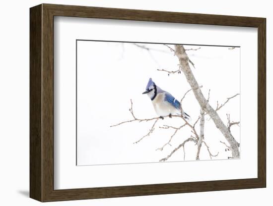 Wichita County, Texas. Blue Jay, Cyanocitta Cristata, Feeding in Snow-Larry Ditto-Framed Photographic Print