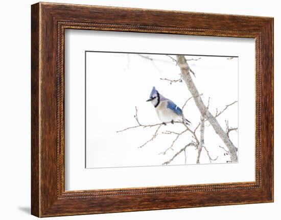 Wichita County, Texas. Blue Jay, Cyanocitta Cristata, Feeding in Snow-Larry Ditto-Framed Photographic Print